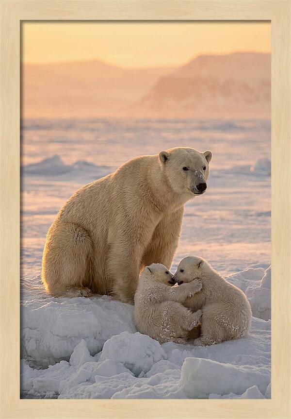 Polar Bear Family On Ice