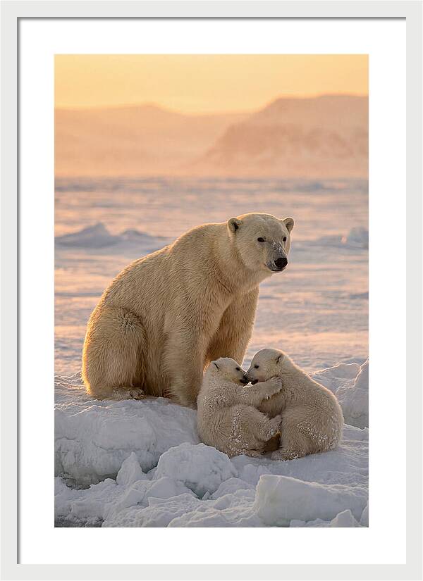Polar Bear Family On Ice