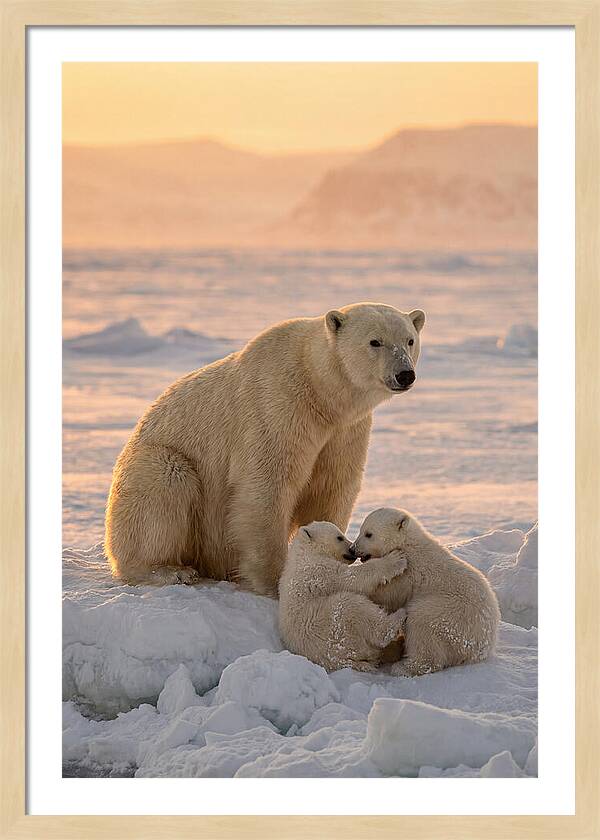 Polar Bear Family On Ice