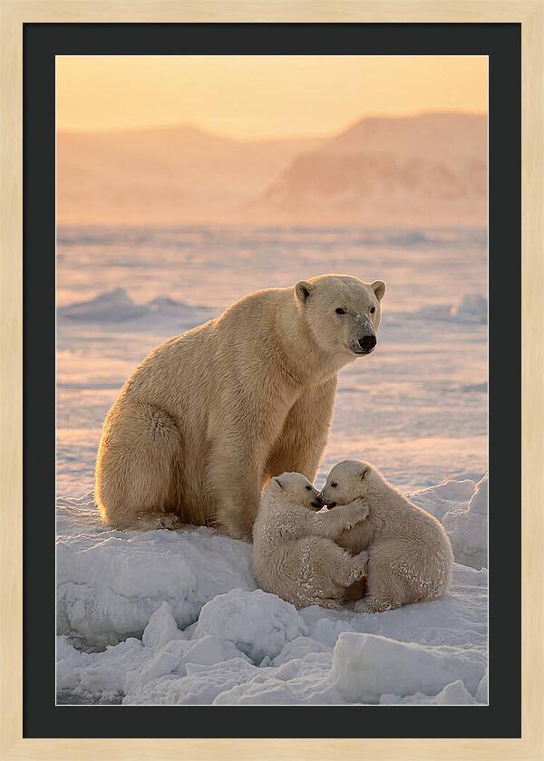 Polar Bear Family On Ice