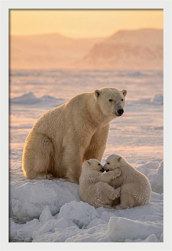 Polar Bear Family On Ice