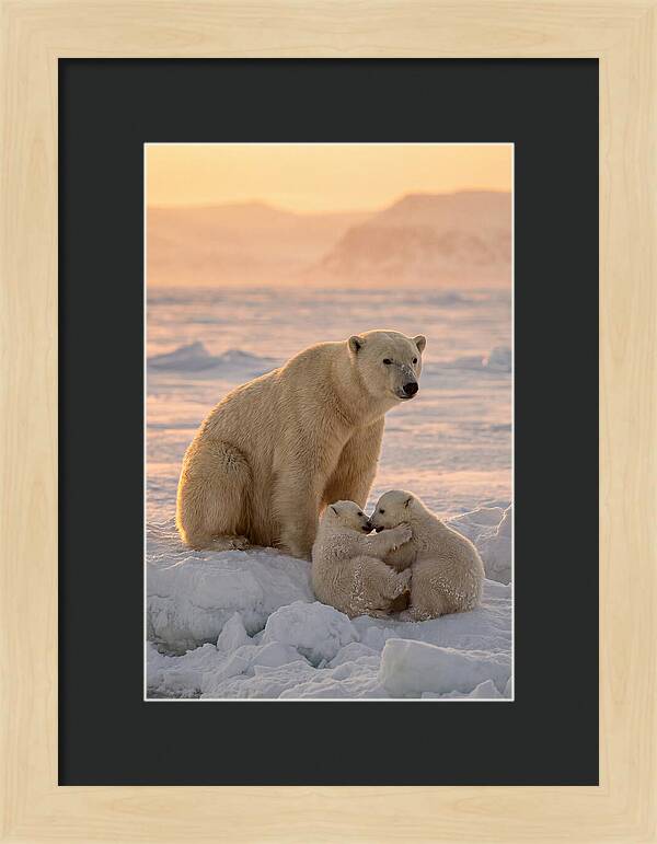Polar Bear Family On Ice