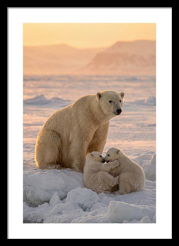 Polar Bear Family On Ice
