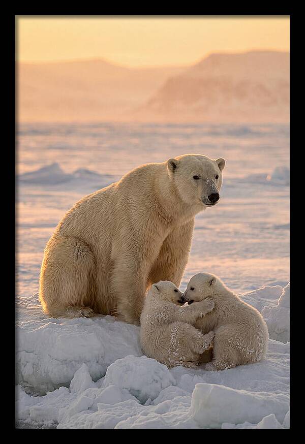 Polar Bear Family On Ice