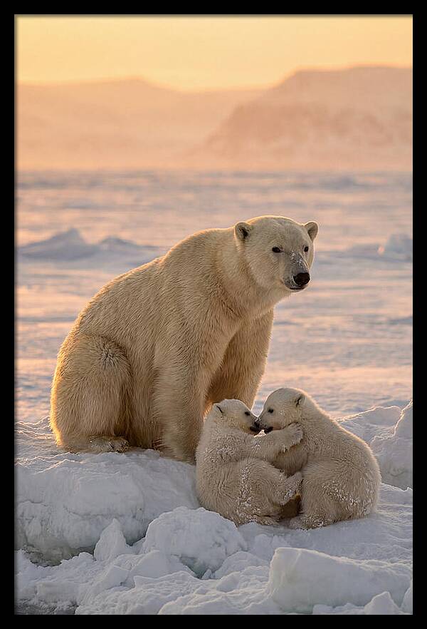 Polar Bear Family On Ice