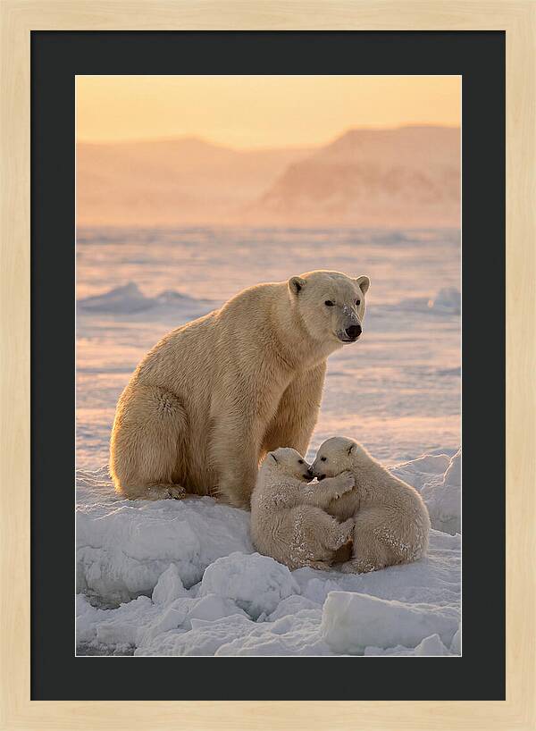 Polar Bear Family On Ice
