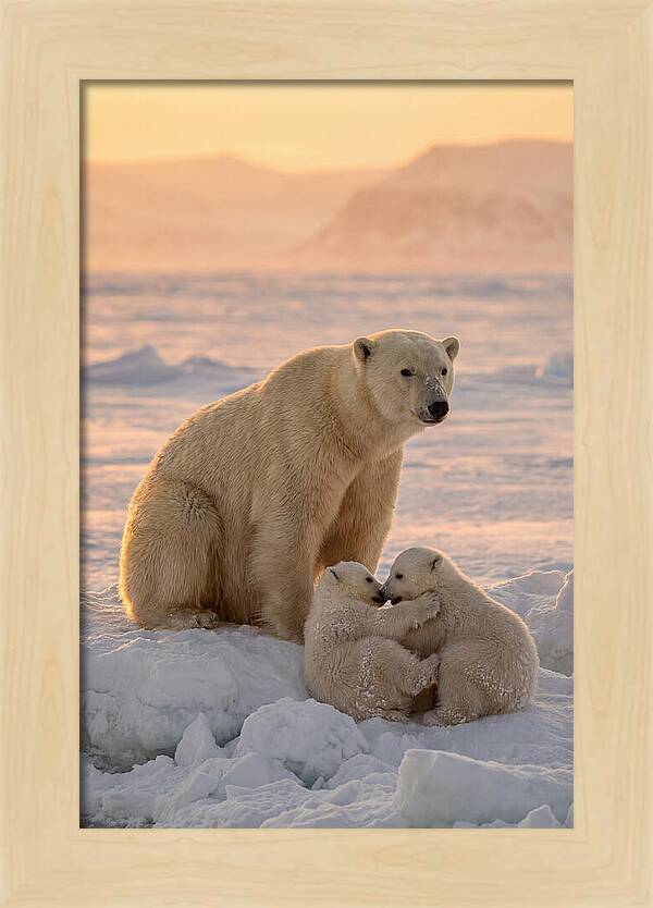 Polar Bear Family On Ice