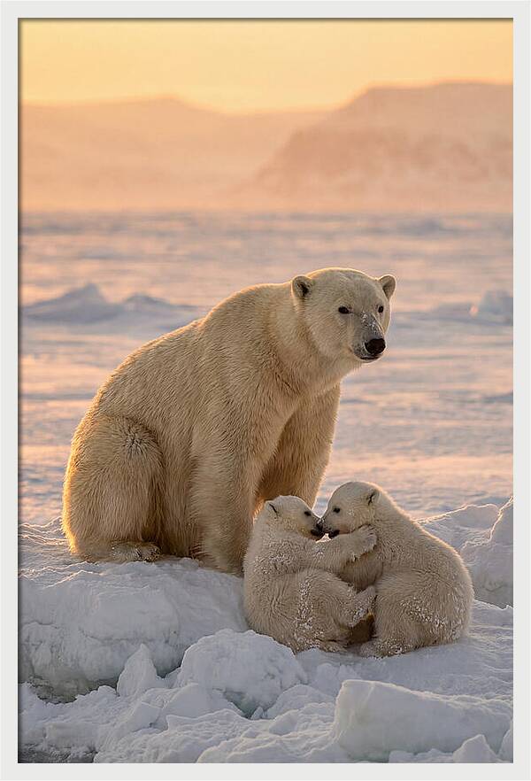 Polar Bear Family On Ice