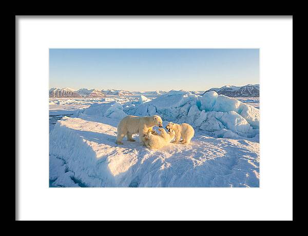 Polar Bear Family Playtime