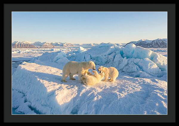 Polar Bear Family Playtime