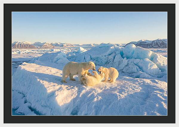 Polar Bear Family Playtime