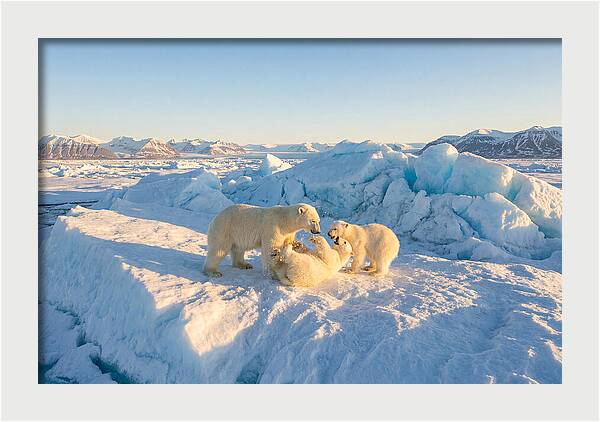 Polar Bear Family Playtime