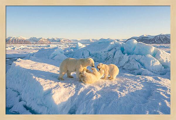 Polar Bear Family Playtime