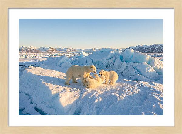 Polar Bear Family Playtime