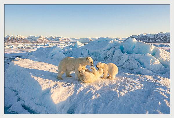 Polar Bear Family Playtime