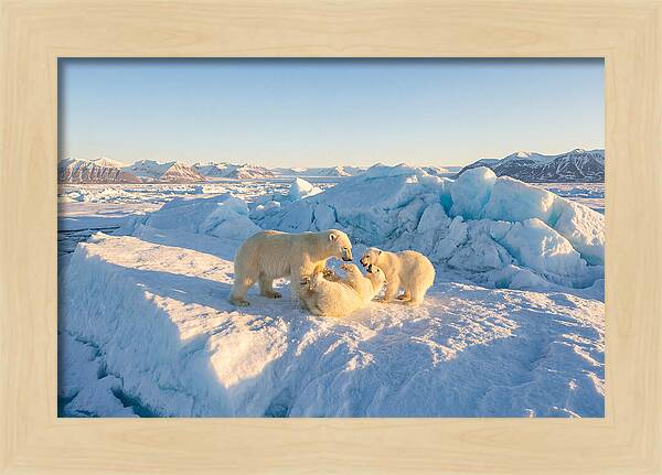 Polar Bear Family Playtime