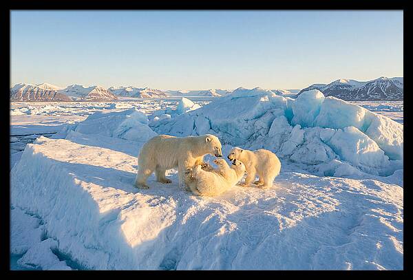 Polar Bear Family Playtime