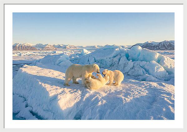 Polar Bear Family Playtime