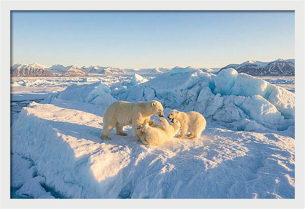 Polar Bear Family Playtime