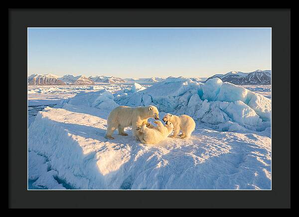 Polar Bear Family Playtime