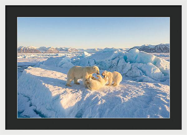 Polar Bear Family Playtime