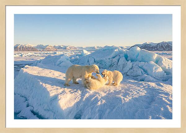 Polar Bear Family Playtime