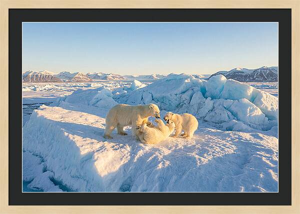Polar Bear Family Playtime