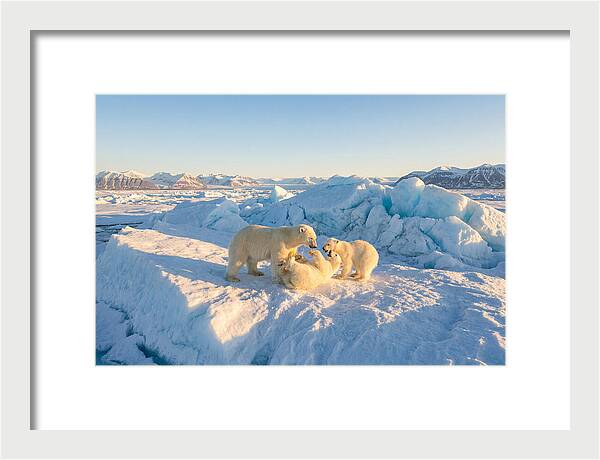 Polar Bear Family Playtime