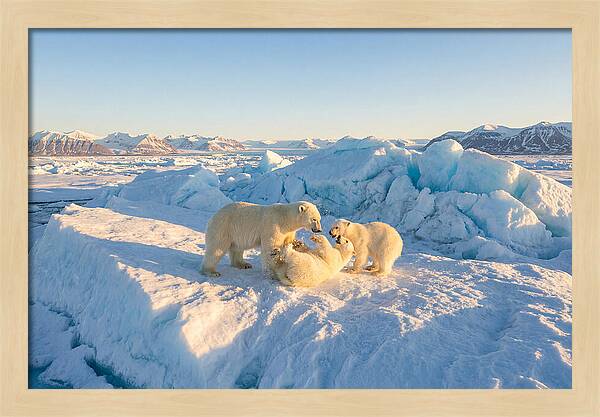 Polar Bear Family Playtime
