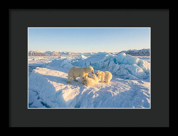 Polar Bear Family Playtime