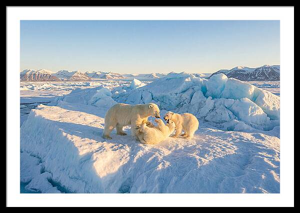 Polar Bear Family Playtime