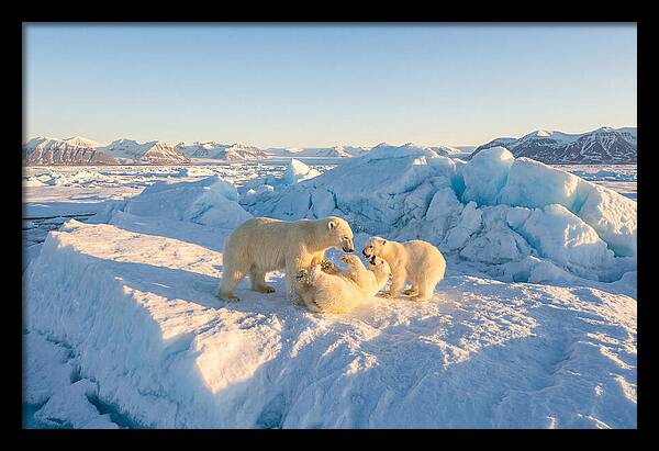 Polar Bear Family Playtime