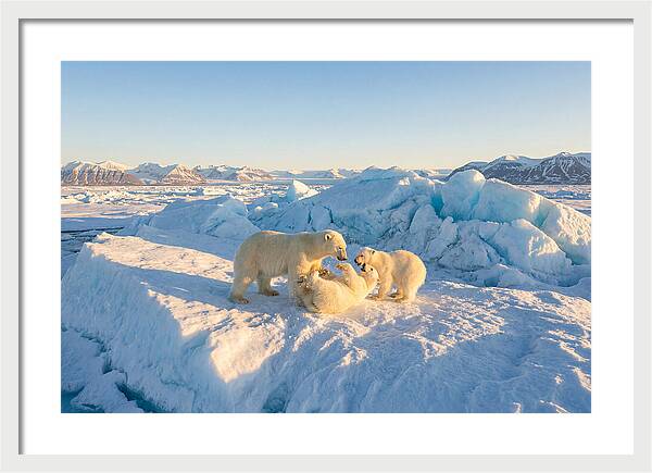 Polar Bear Family Playtime