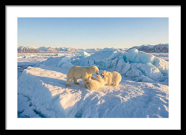 Polar Bear Family Playtime