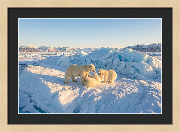 Polar Bear Family Playtime