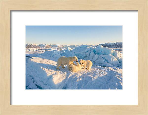 Polar Bear Family Playtime