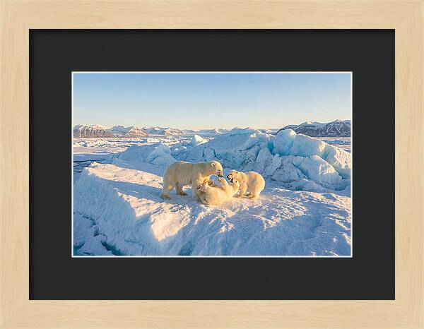 Polar Bear Family Playtime