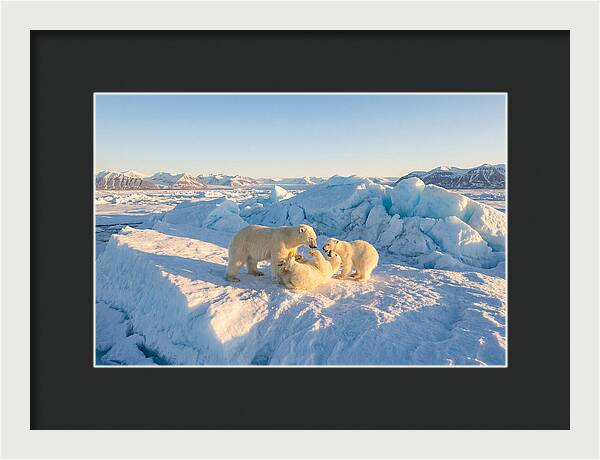 Polar Bear Family Playtime