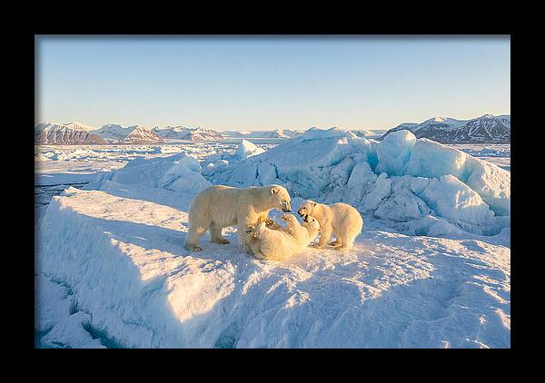 Polar Bear Family Playtime