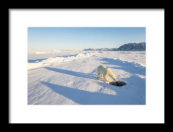 Polar Bear Hunting Seal