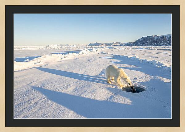 Polar Bear Hunting Seal