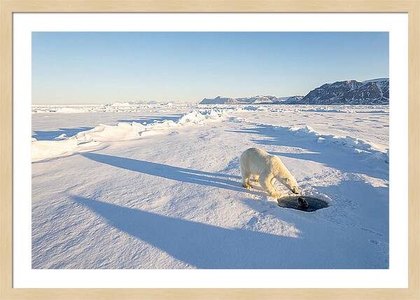 Polar Bear Hunting Seal