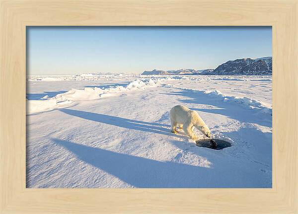 Polar Bear Hunting Seal