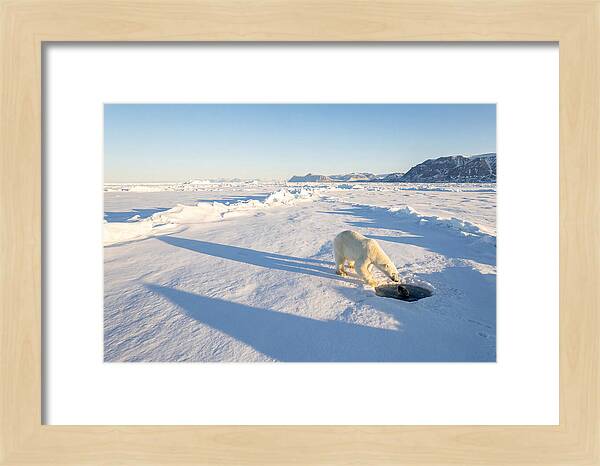 Polar Bear Hunting Seal