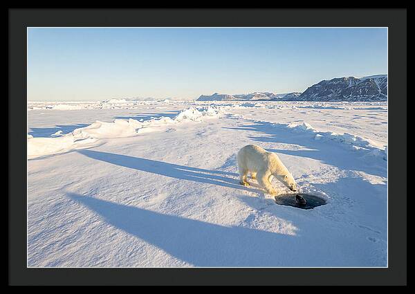 Polar Bear Hunting Seal