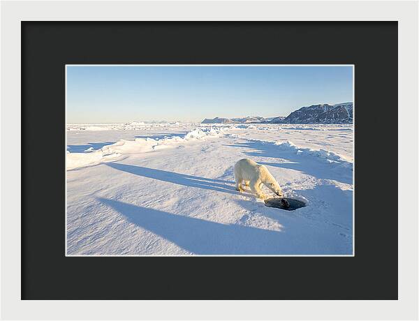 Polar Bear Hunting Seal