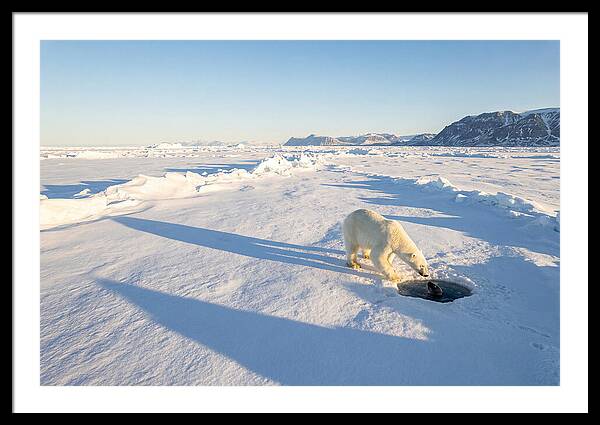 Polar Bear Hunting Seal