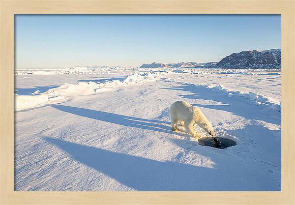 Polar Bear Hunting Seal