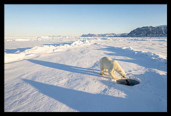 Polar Bear Hunting Seal