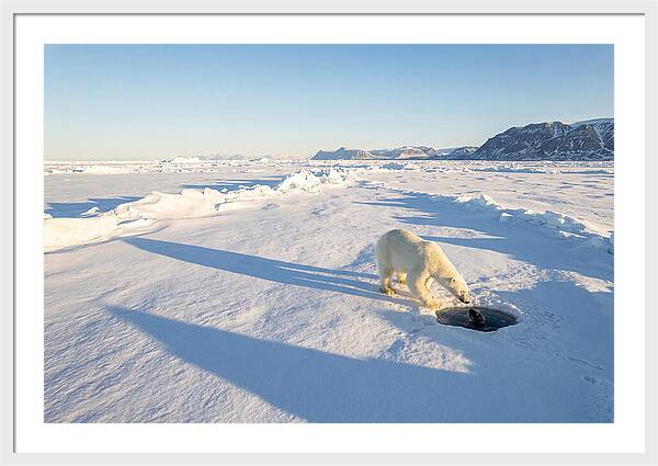 Polar Bear Hunting Seal